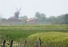 Noch ein kleiner Weißer in Ostfriesland