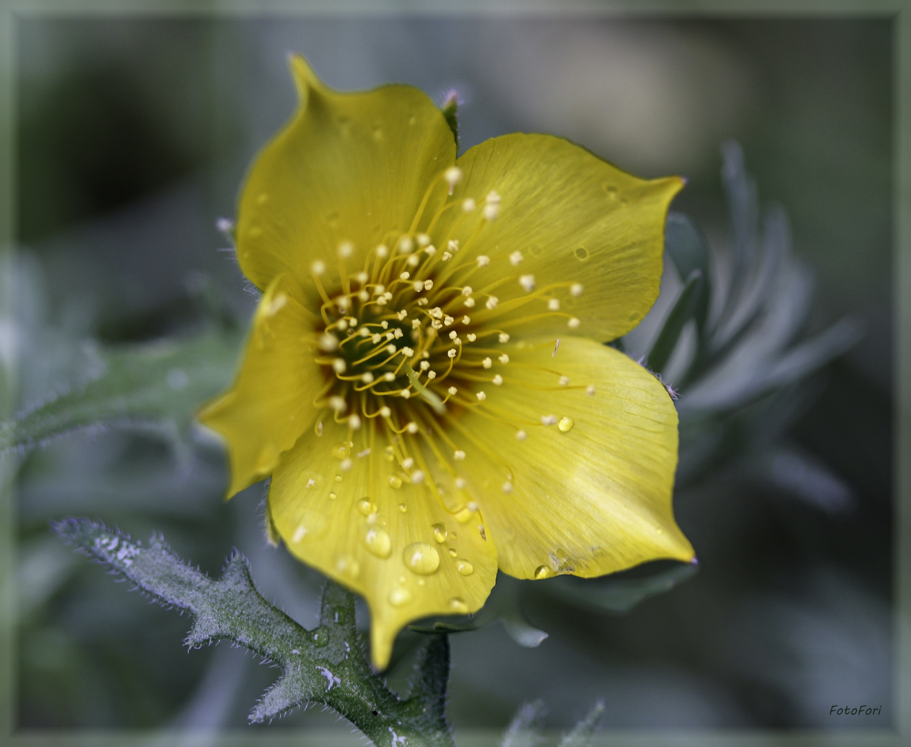 Noch ein kleines Blümchen