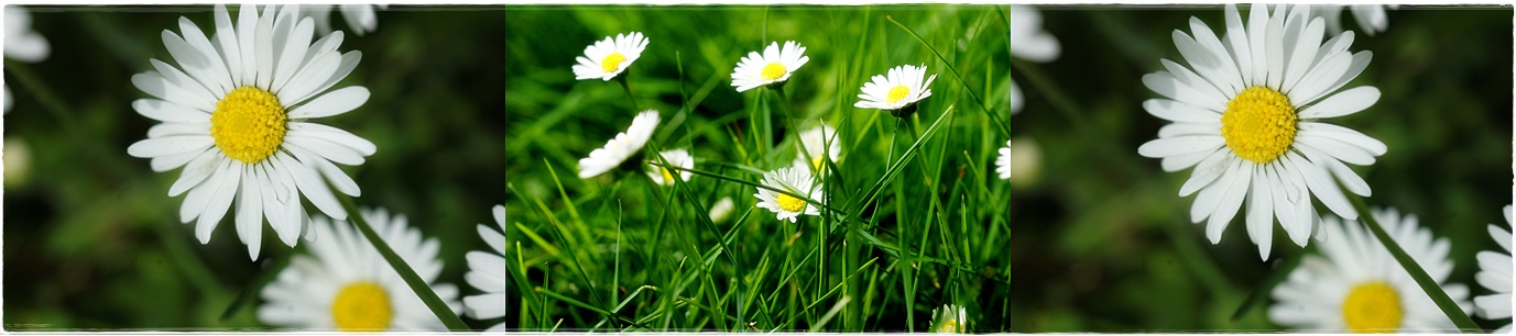 Noch ein kleines Stück Sommer....