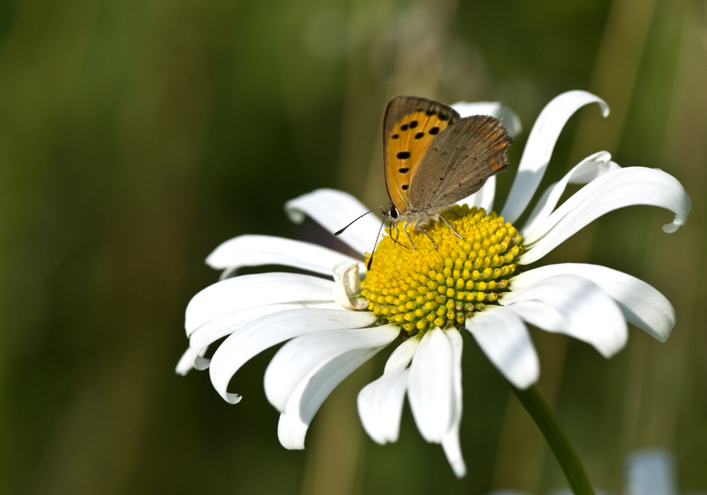 Noch ein kleines Stück Sommer