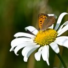 Noch ein kleines Stück Sommer