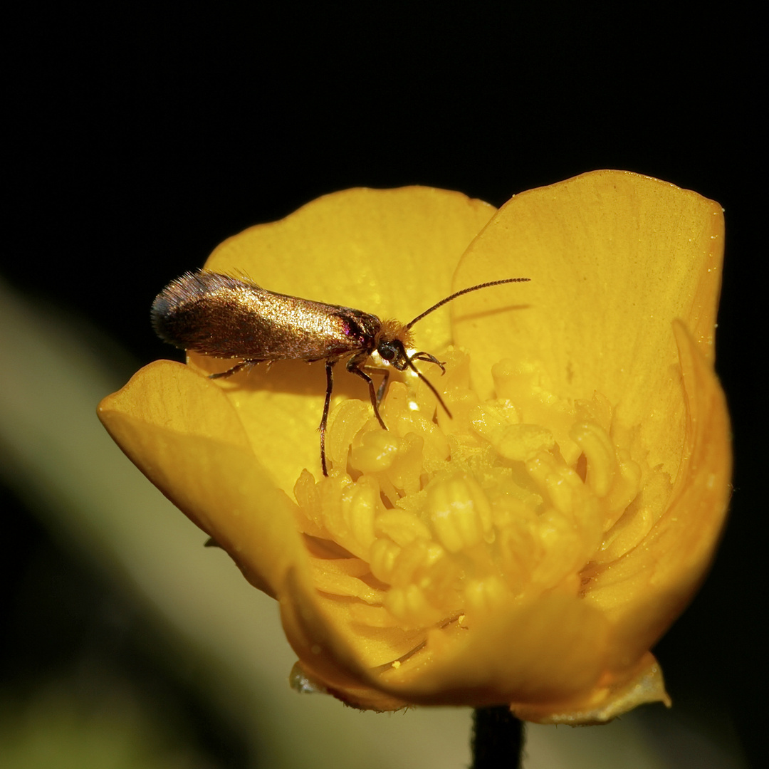 Noch ein Kleinschmetterling mit Beethoven-Frisur: MICROPTERIX CALTHELLA