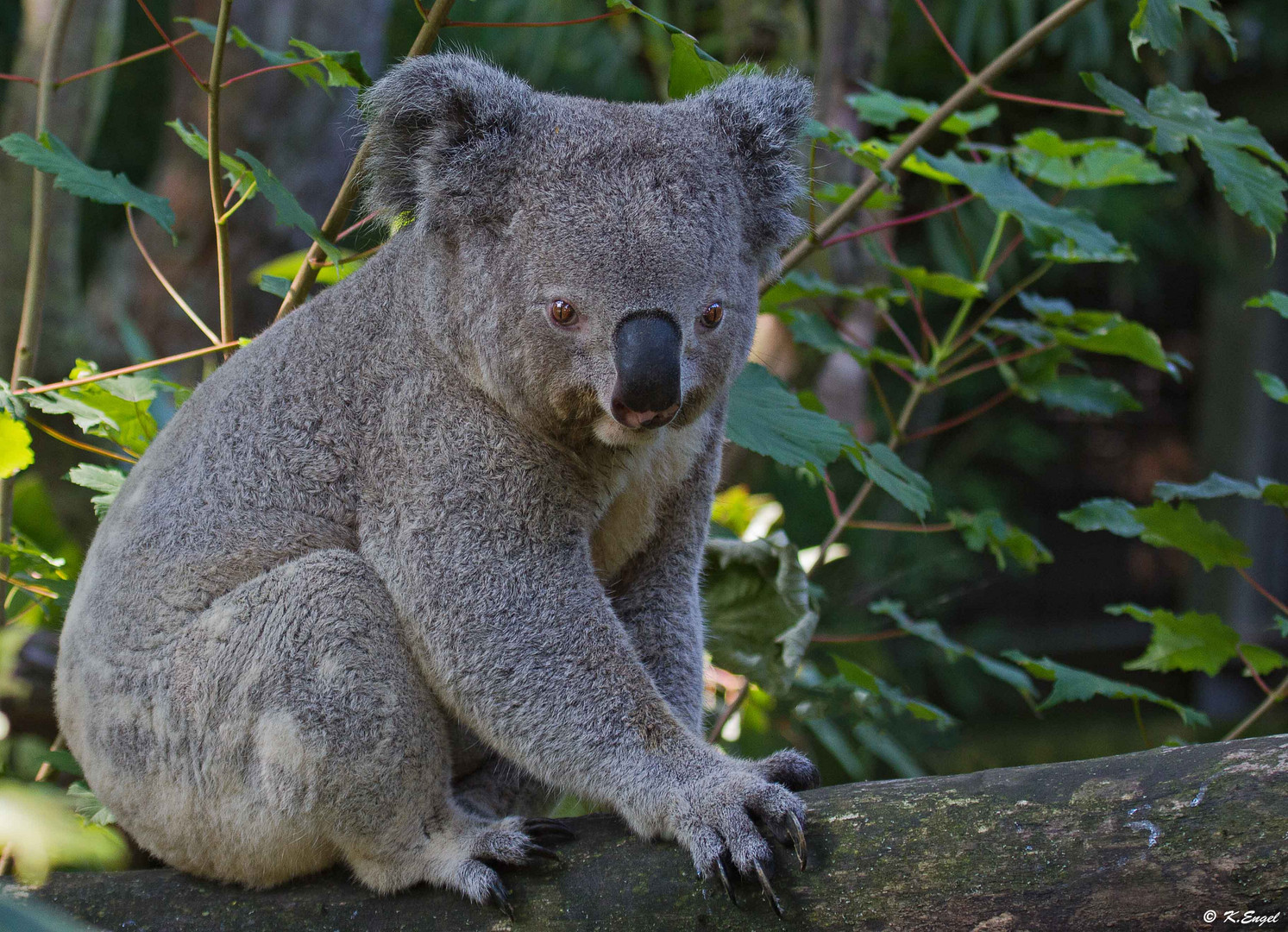 Noch ein Koala !!