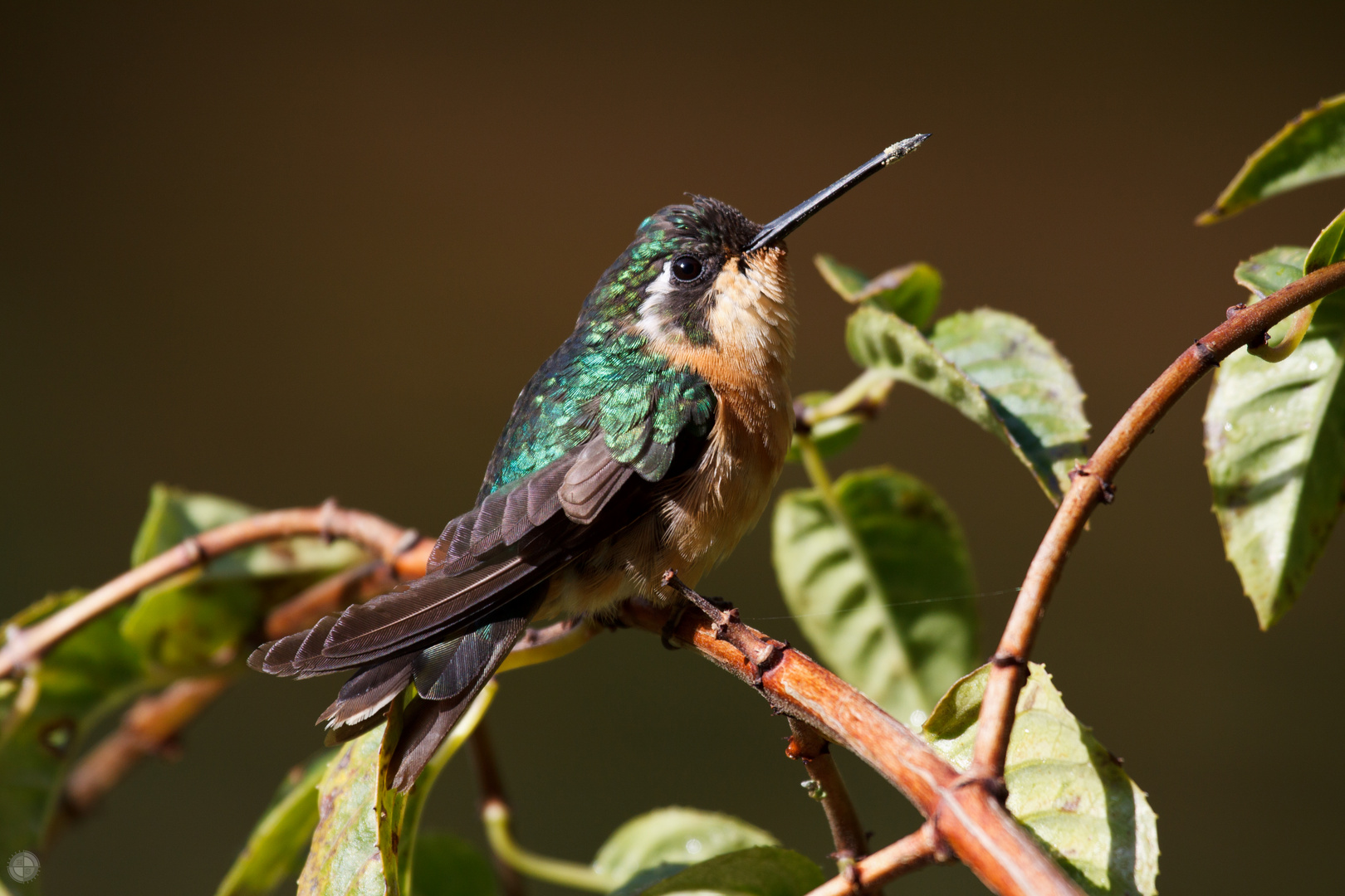 Noch ein Kolibri