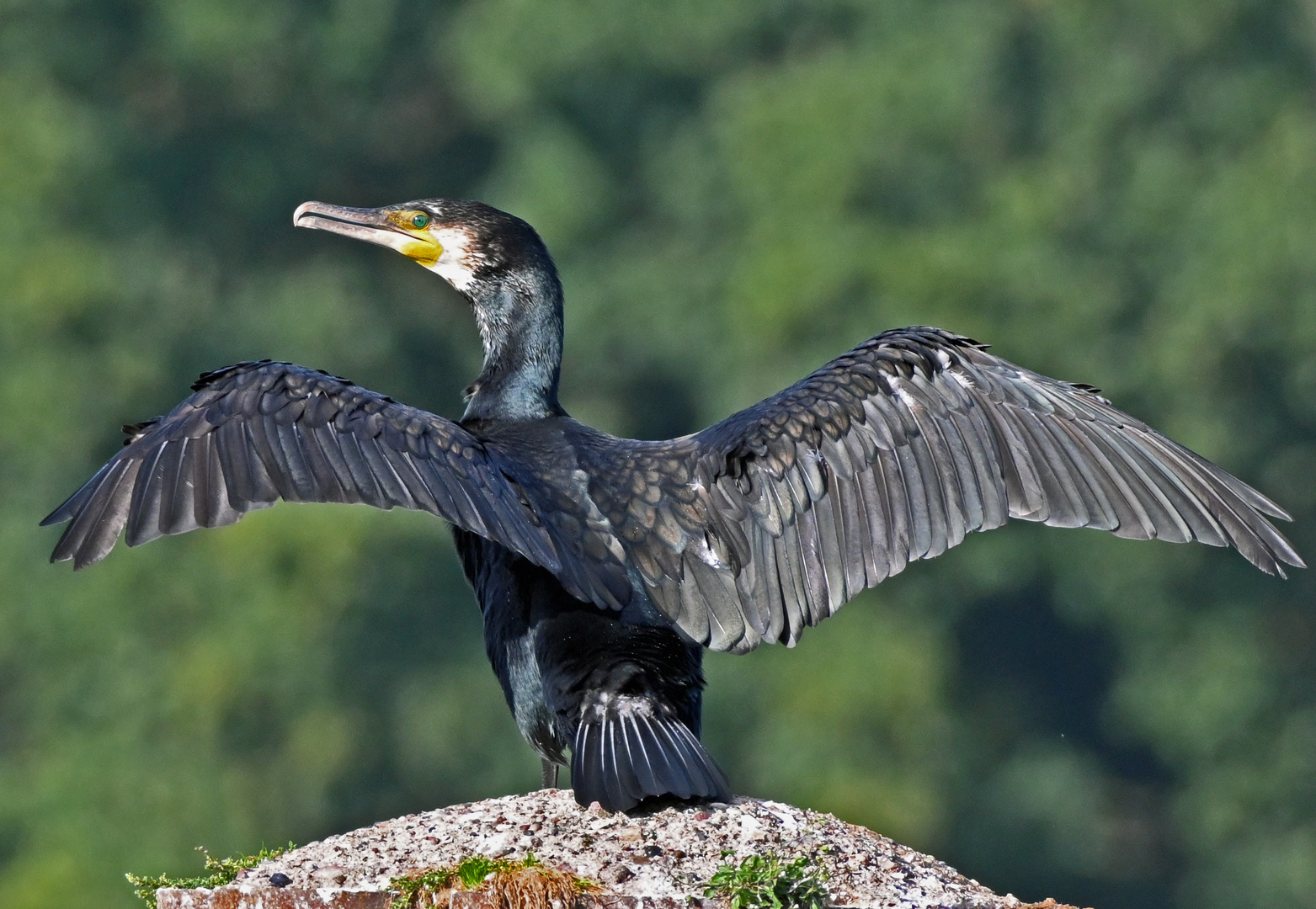 Noch ein Kormoran 