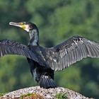 Noch ein Kormoran 