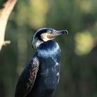 noch ein Kormoran