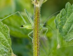 "Noch ein Krabbelzeug"
