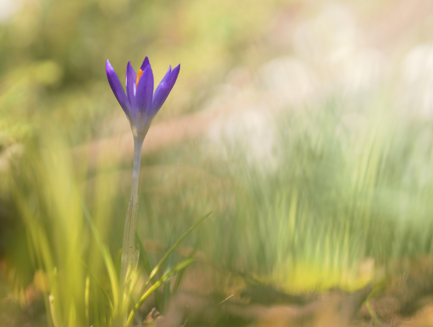 Noch ein Krokus