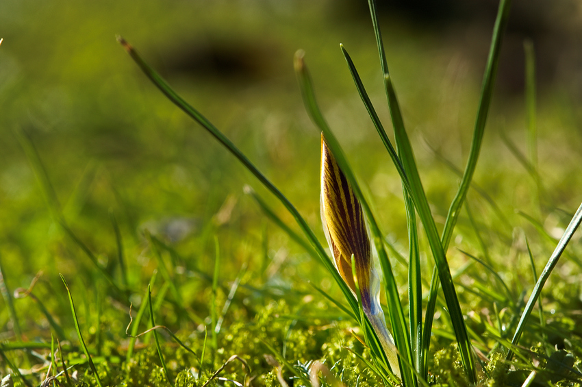 Noch ein Krokus