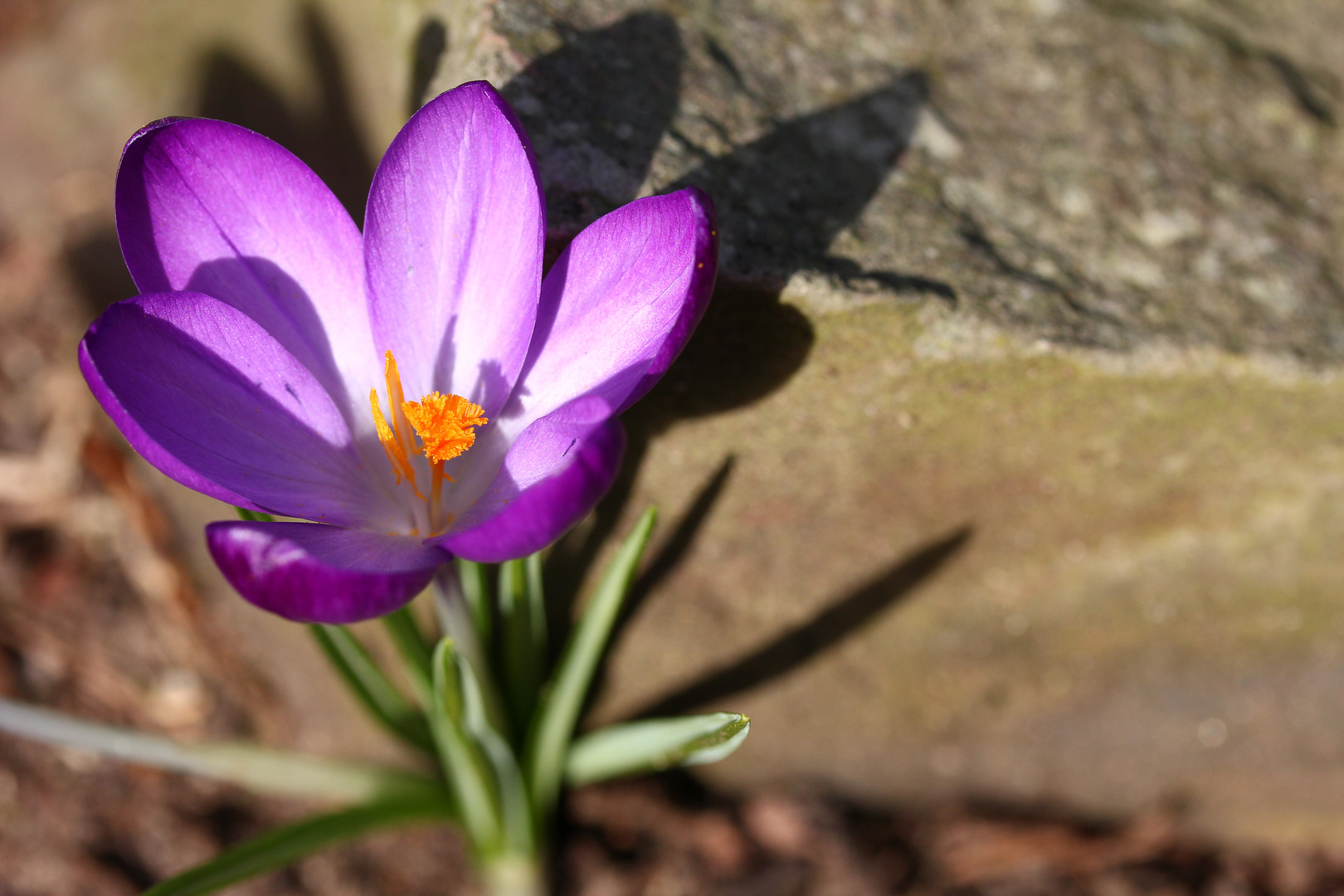 noch ein Krokus