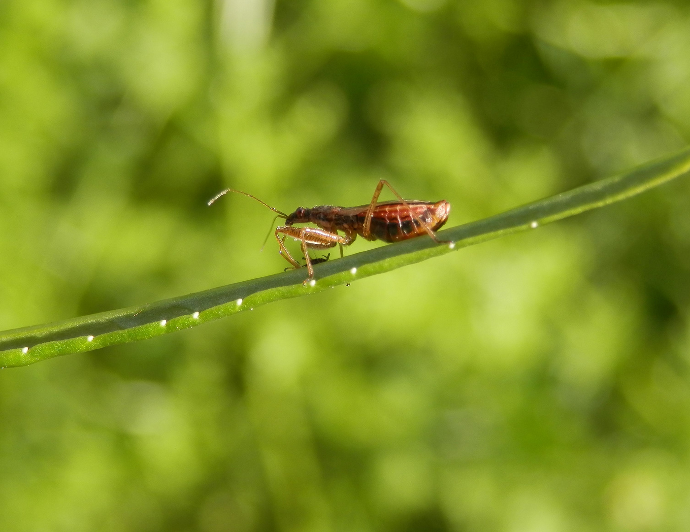 Noch ein Landräuber (Nabis rugosus)