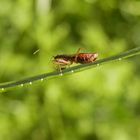 Noch ein Landräuber (Nabis rugosus)