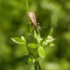 Noch ein Landräuber (Nabis rugosus)