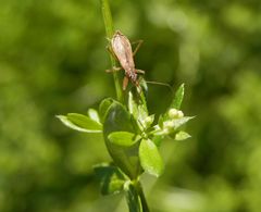 Noch ein Landräuber (Nabis rugosus)