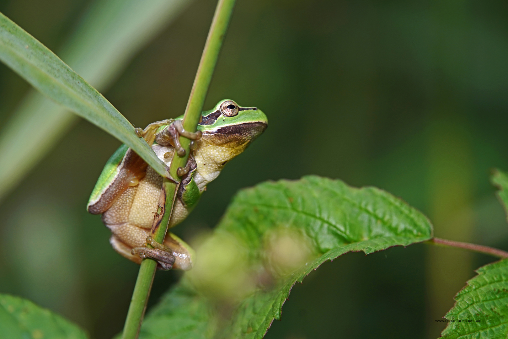 Noch ein Laubfrosch...