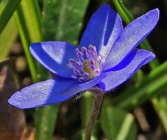 Noch ein Leberblümchen