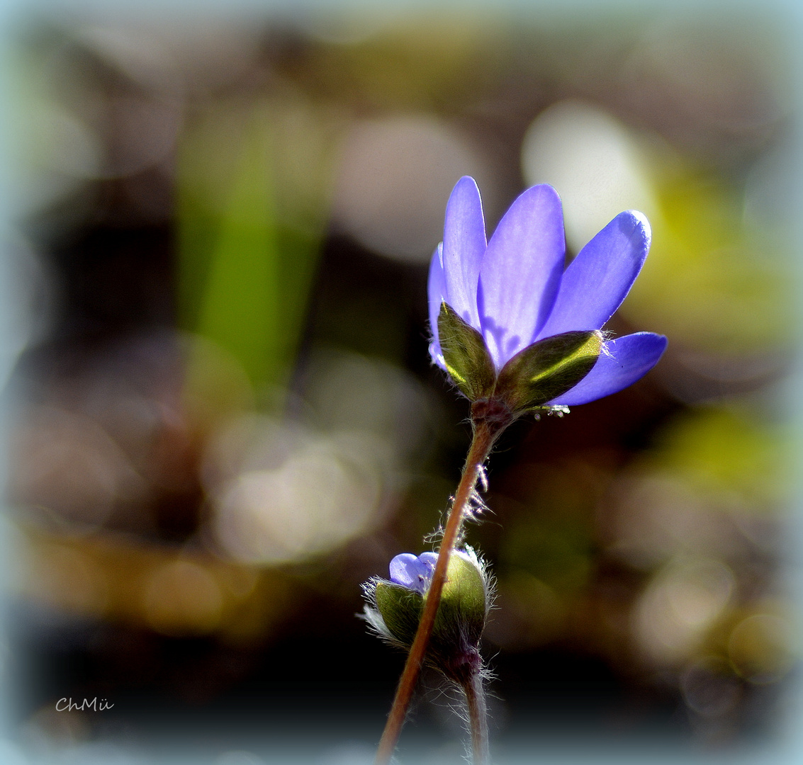 noch ein leberblümchen