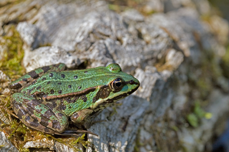 Noch ein letzter Frosch für heute: Bin auf dem Sprung!