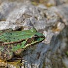 Noch ein letzter Frosch für heute: Bin auf dem Sprung!