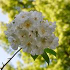 Noch ein letzter Rosengruß aus unserem Garten