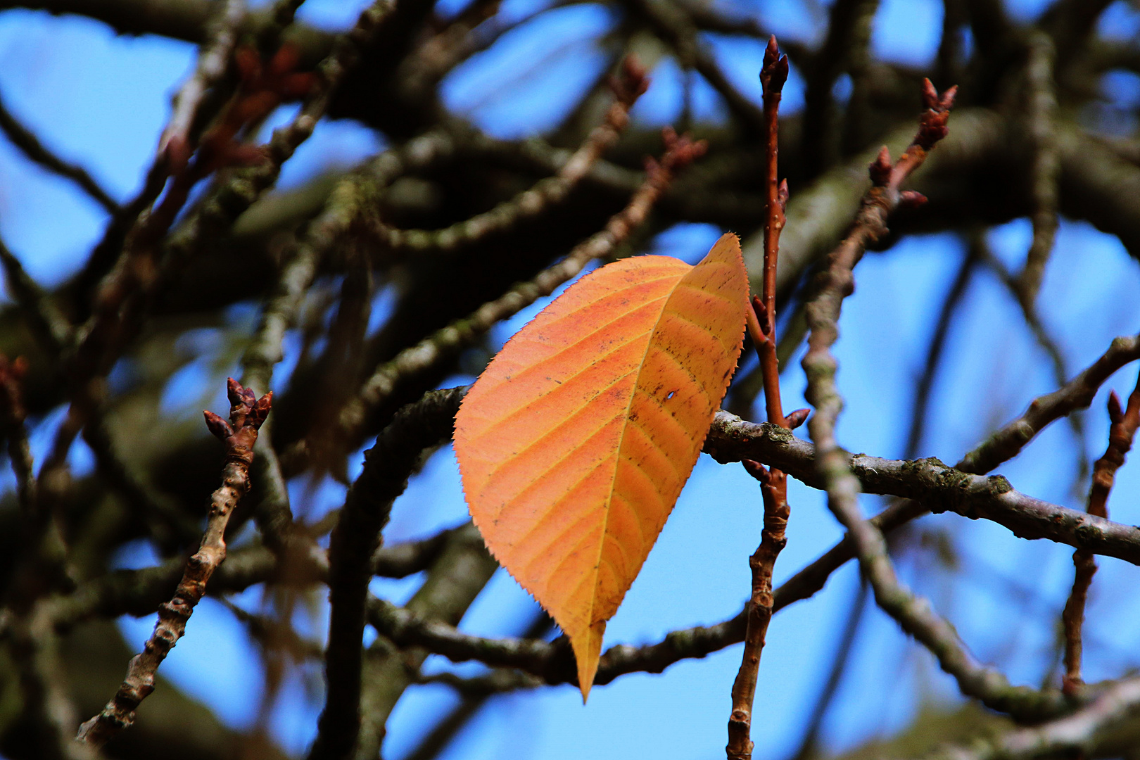 noch ein letztes Blatt aus dem Herbst 