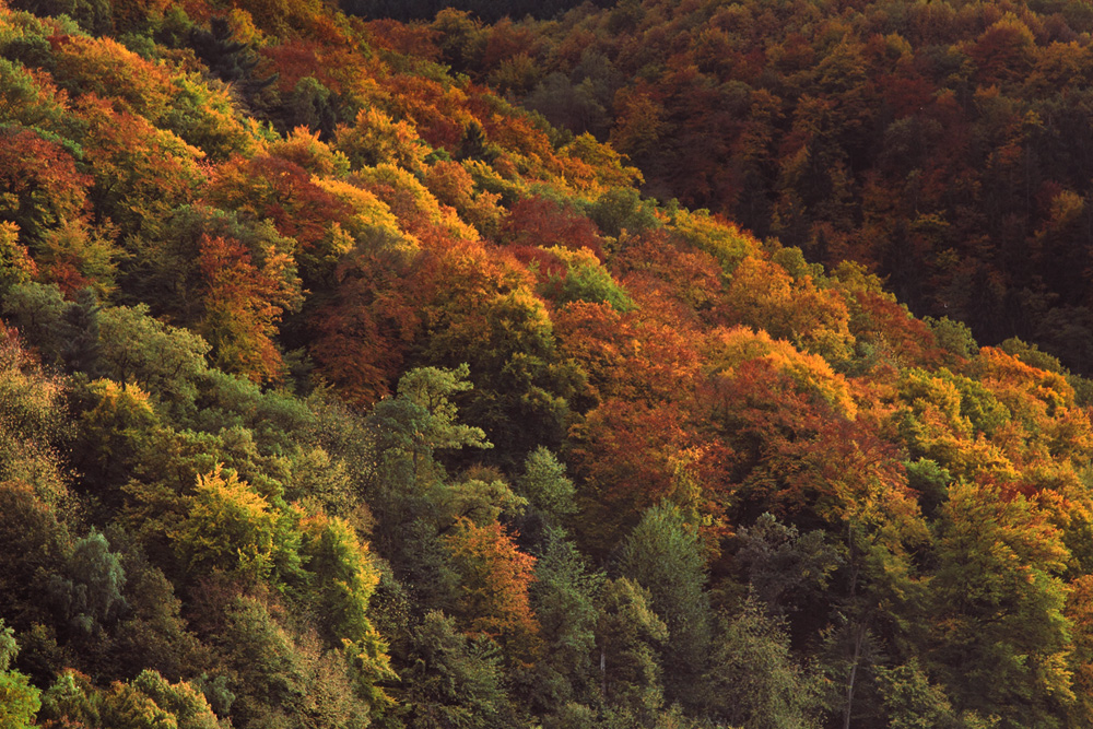 noch ein letztes Herbstfoto...