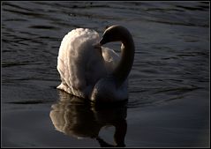 Noch ein "Lichterschwan" von der Traun