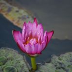 noch ein Lotus