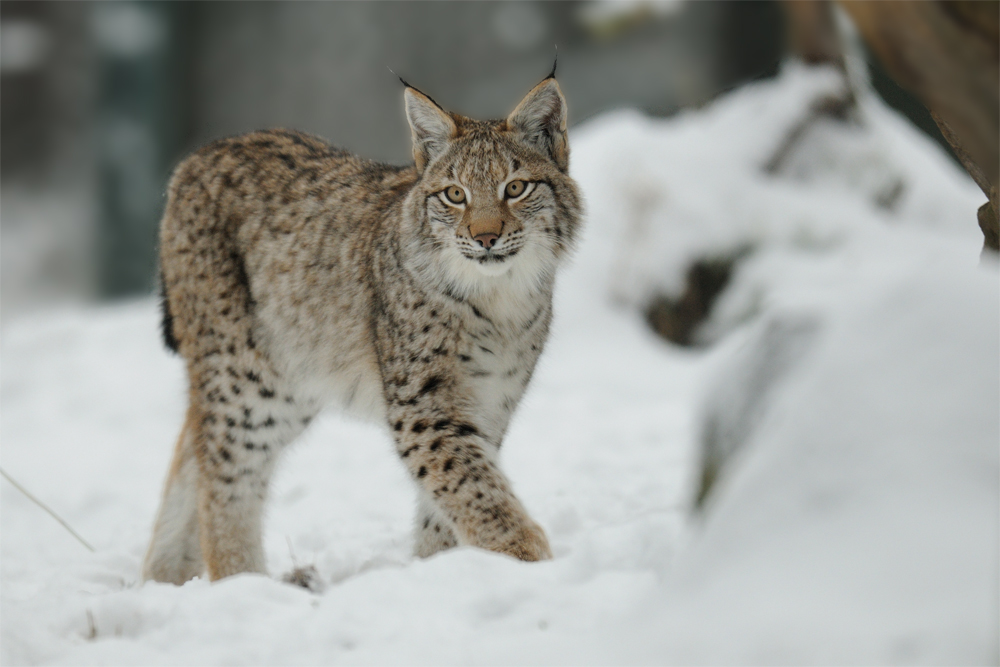 Noch ein Luchs