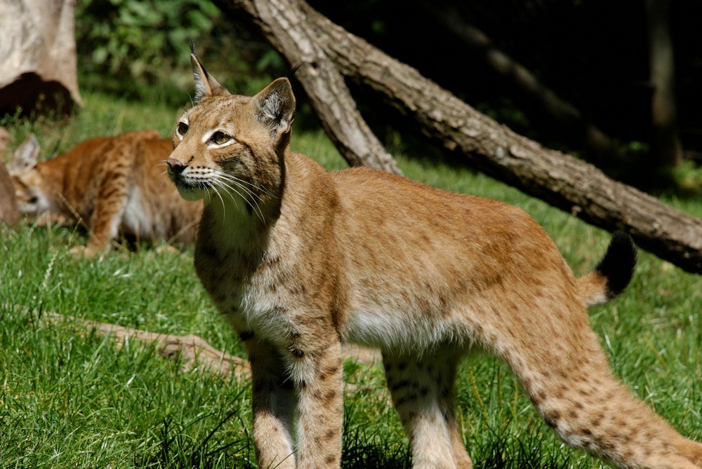 Noch ein Luchs