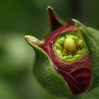 Noch ein Macro zum Wochenende aus der Blumenhalle auf dem Gartenschaugelände in Kaiserslautern.