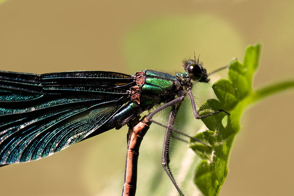 Noch ein Makro: Prachtlibelle