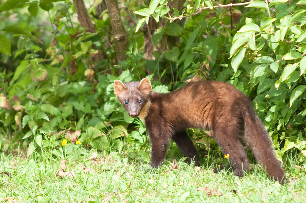 noch ein Marder Foto & Bild