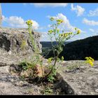 ..noch ein "Mauerblümchen"