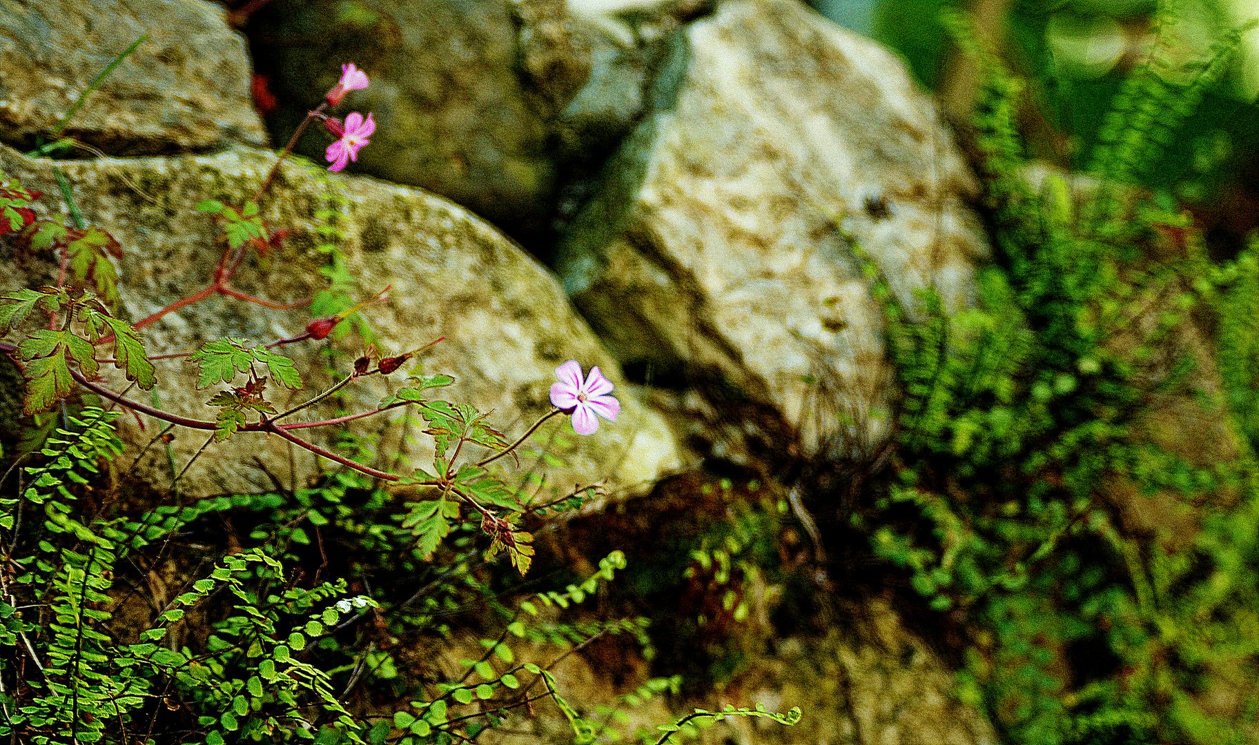 noch ein Mauerblümchen