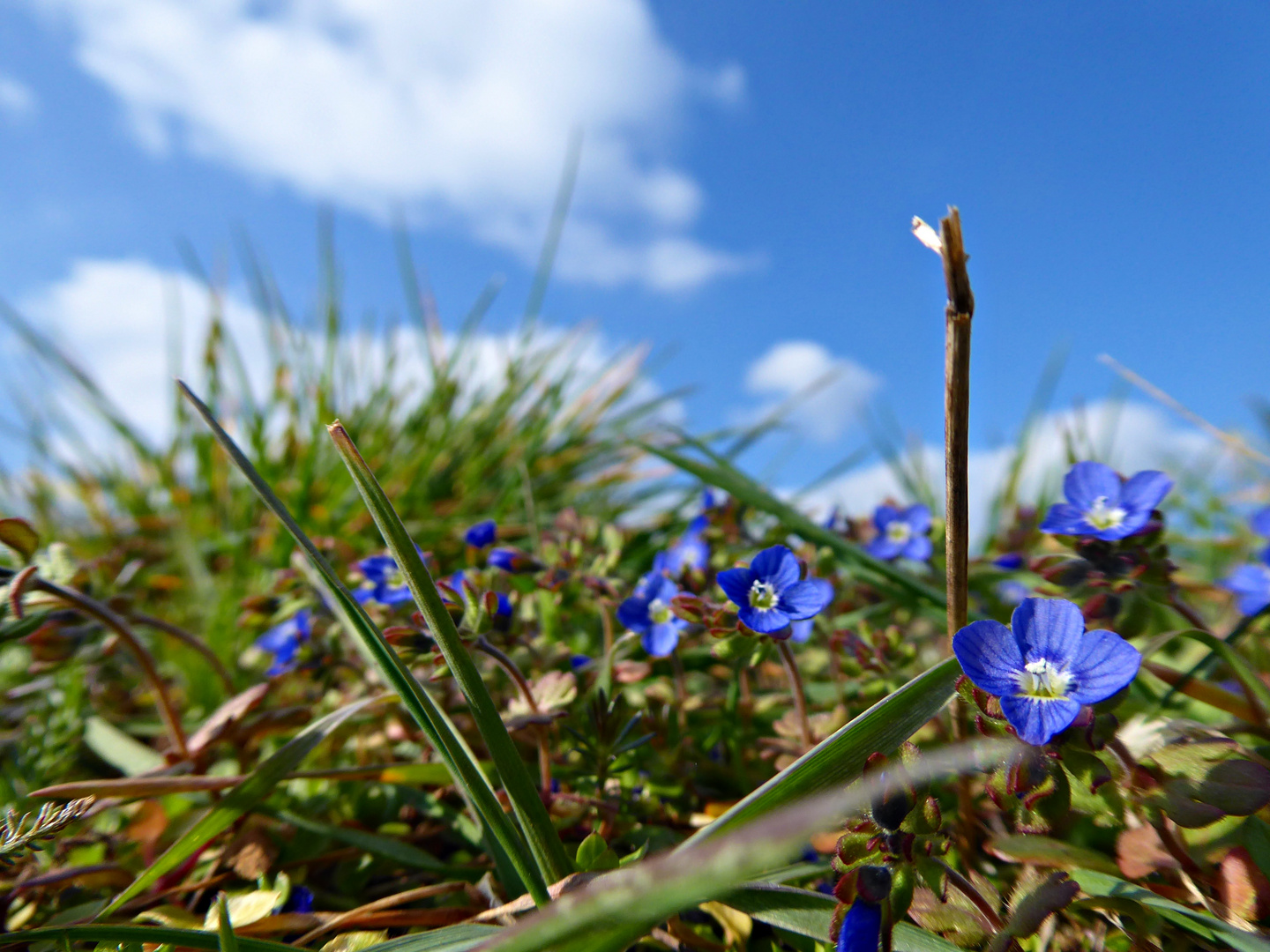 noch ein Mittwochsblümchen