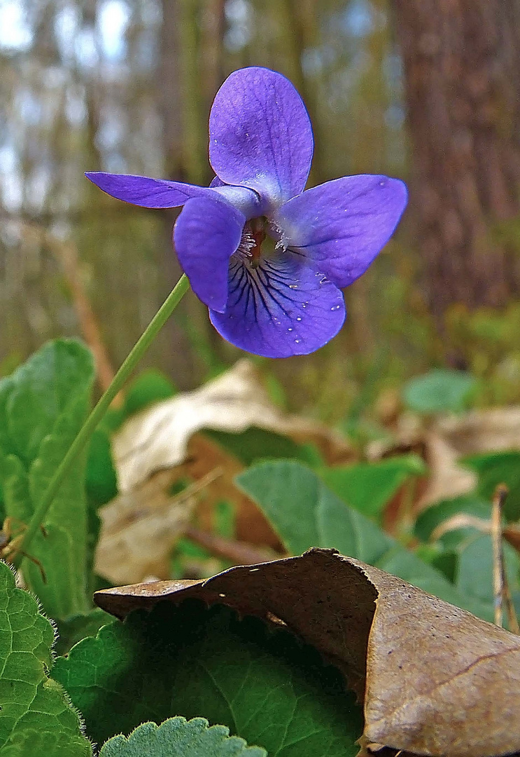 noch ein Mittwochsblümchen