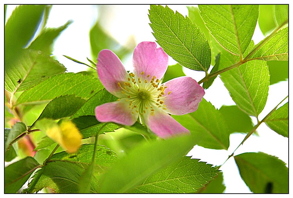 Noch ein Mittwochsblümchen