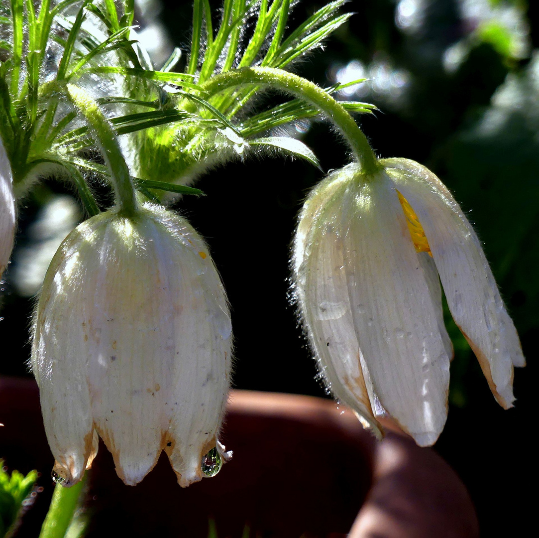 Noch ein Mittwochsblümchen