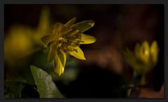 noch ein Mittwochsblümchen - Scharbockskraut - Ranunculus ficaria