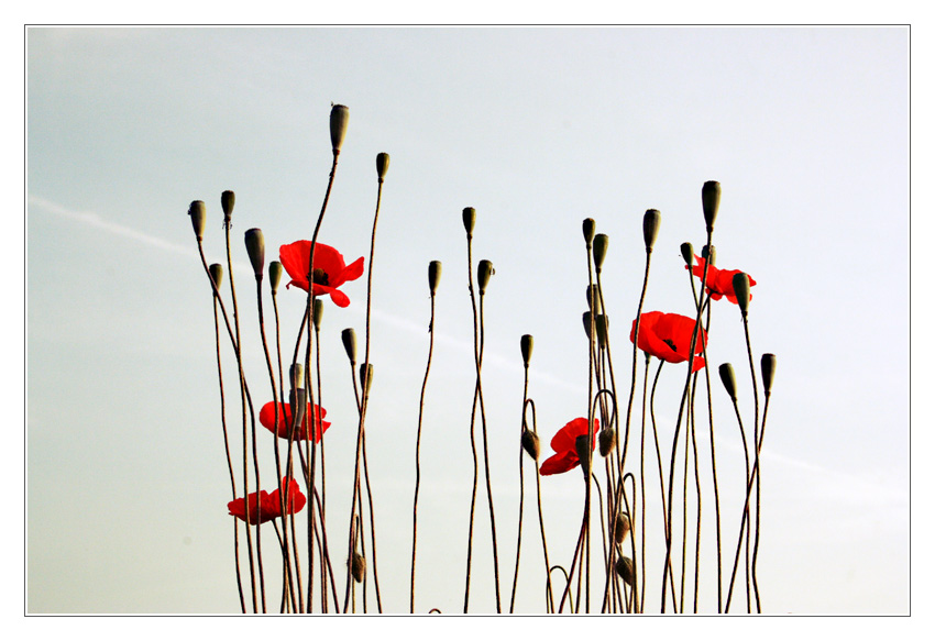 noch ein Mohn Bild...