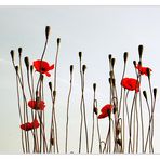 noch ein Mohn Bild...