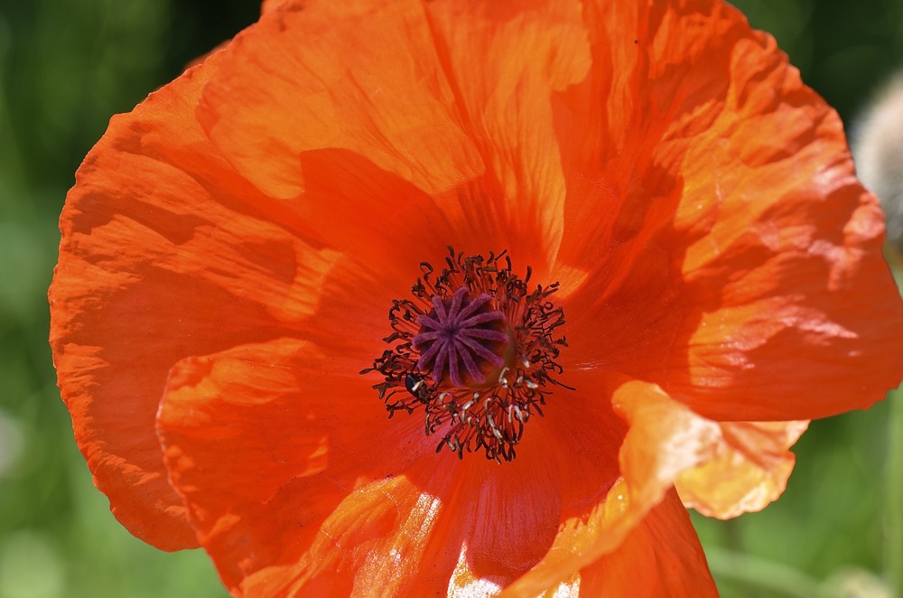 * noch ein Mohn-tags Blümchen *