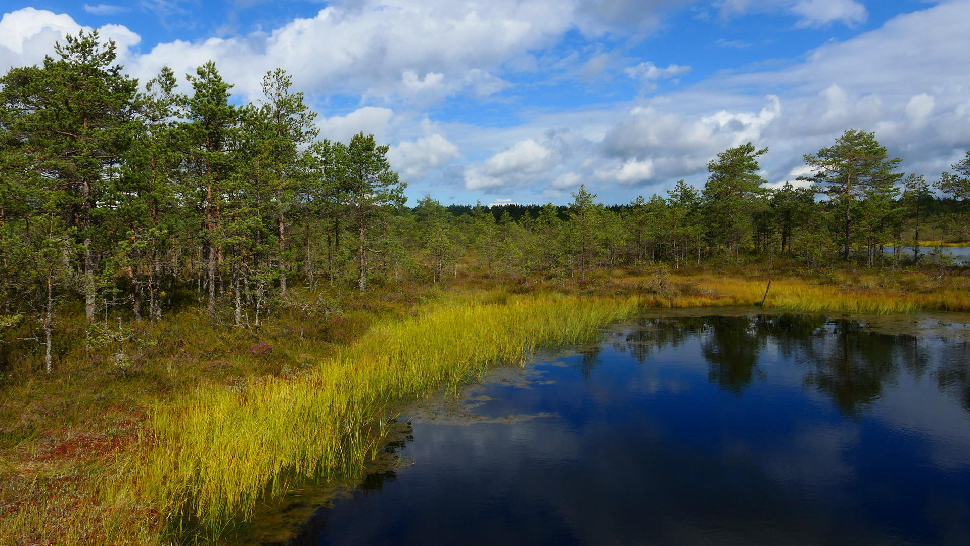 Noch ein Moorsee im Lahemaa Naturpark in Estland