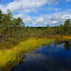 Noch ein Moorsee im Lahemaa Naturpark in Estland