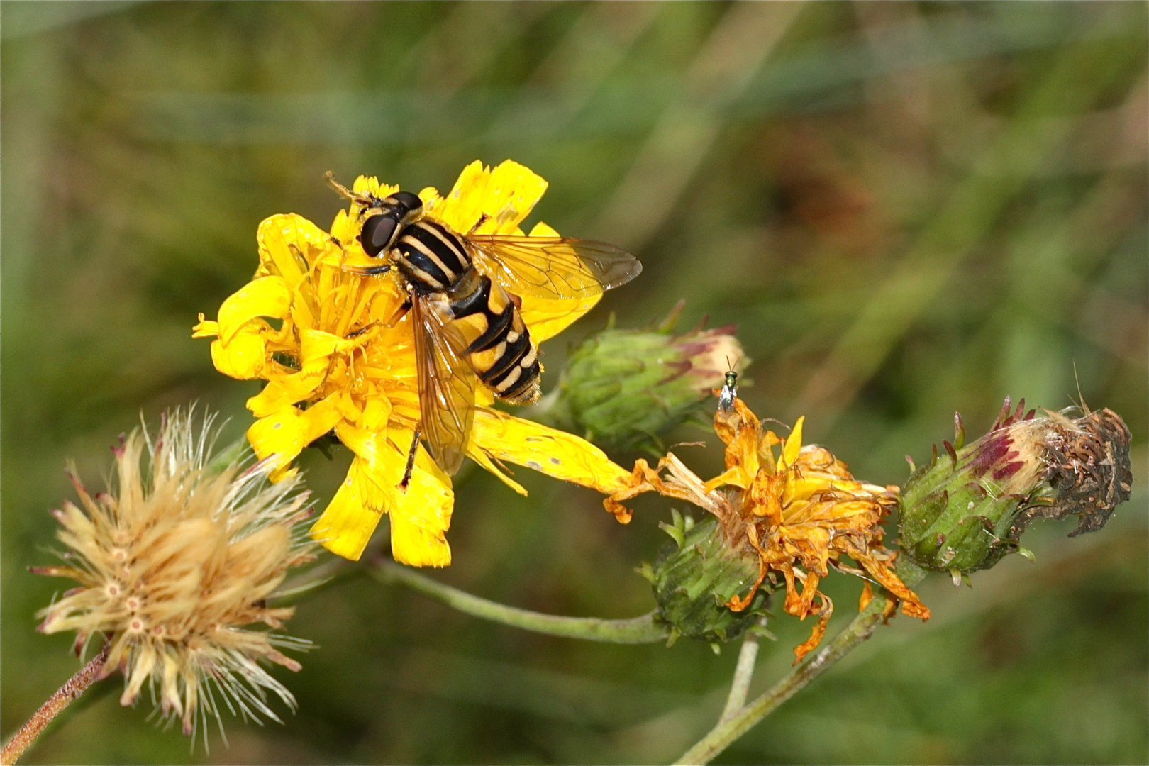 Noch ein Nachtrag aus Gießen: Gemeine Sumpfschwebfliege - Helophilus pendulus . . .