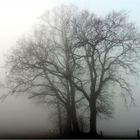 noch ein Nebelbild