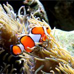 noch ein Nemo