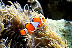 noch ein Nemo